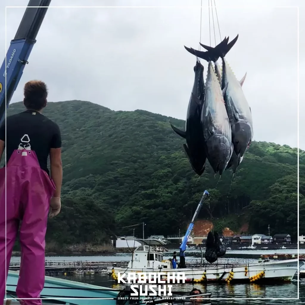 คาโบฉะ ซูชิ เดลิเวอรี่ พาชม การตกปลาใน ทะเลญี่ปุ่น