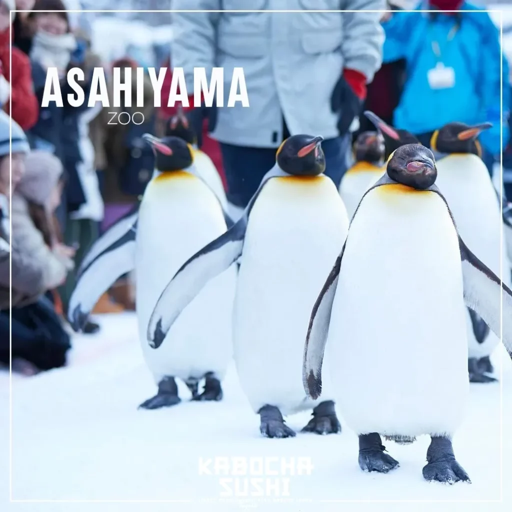 คาโบฉะ ซูชิ เดลิเวอรี่ ร้านอาหารญี่ปุ่นใกล้ฉัน พาเที่ยว Asahiyama Zoo