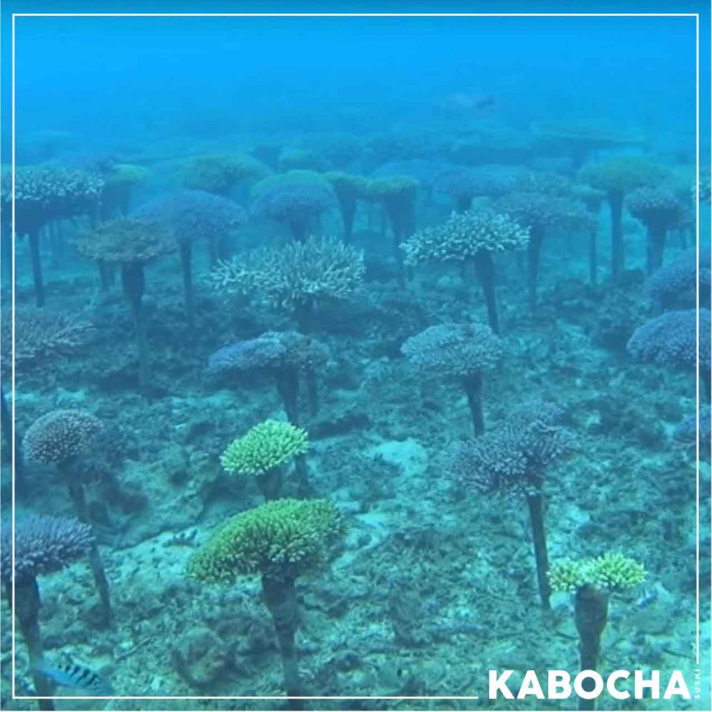 มาดูปะการังเทียมใน ทะเลญี่ปุ่น