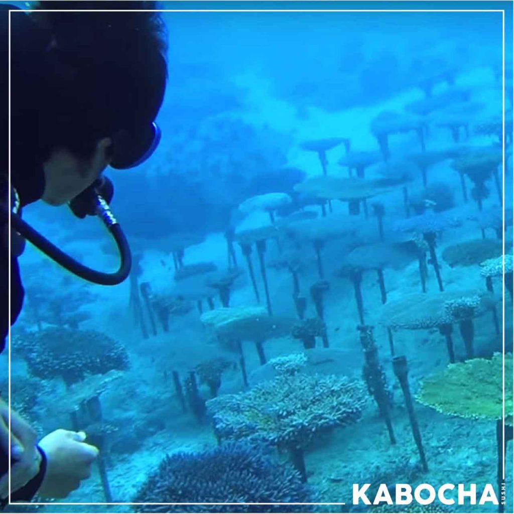 ส่องใต้ ท้องทะเลญี่ปุ่น ดูปะการังเทียม