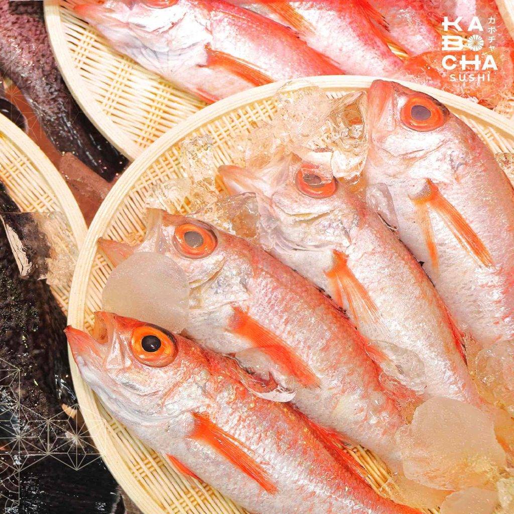 ปลากะพงสีดอกกุหลาบ หรือ โนโดะกุโร เมนู ปลาญี่ปุ่น ราคาสูง