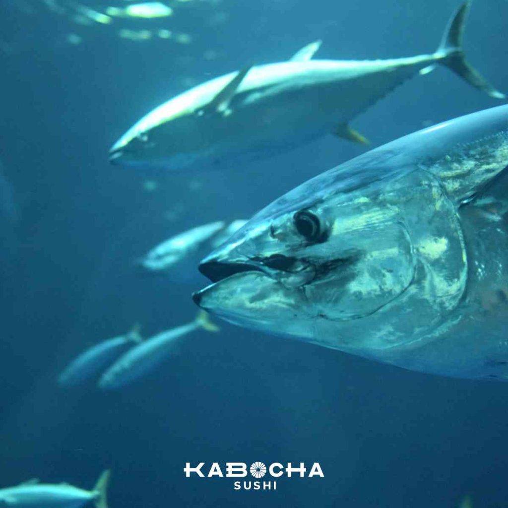 กังหันน้ำใต้ทะเล พลังงานสะอาด มีผลต่อสัตว์ทะเล ใน ทะเลญี่ปุ่น kabocha sushi